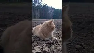 Кіт на природі слухає пташку🥰#kitten #cat #funnycats #приколы