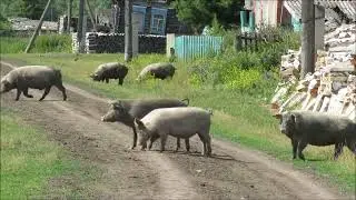 Поездка в Венгеровский район