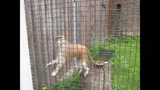 Очень печальный макак в заключении - гродненский зоопарк