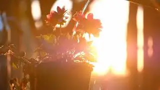 3 Minute Super Deep Meditation Music: Relax Mind Body, Inner Peace, Relaxing Music, ahte vlogs