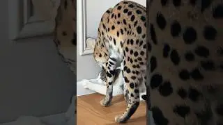 Гаргуля доедает совесть Симоши🙀 наше обычное утро! Кто скучал по таким видео?