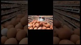 Срочно и важно!!Что будет с ценами на яйца!!