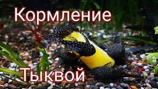 Кормление тыквой