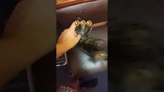 Глажу кошку;-)