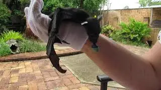 Baby Quetz Flapping And Hiccupping