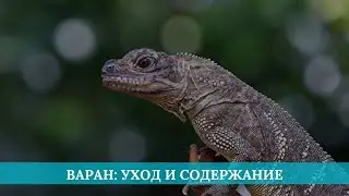 Варан: уход и содержание