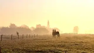 Meetjeslandse kreken