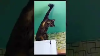 Лучшие приколы/Смешные видео