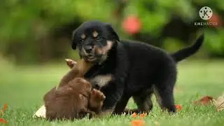 Cute puppy puppies are playing with beautiful girls