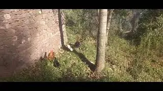 Chickens 🐔 # viralvideo #America 🇺🇸 