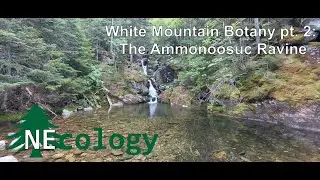 NEcology #17 - White Mountain Botany pt. 2: The Ammonoosuc Ravine