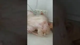 Индейка 🦃 Хайбрид Конвертер результат в 4 месяца.