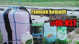 Perawatan cabe rawit #06 HST