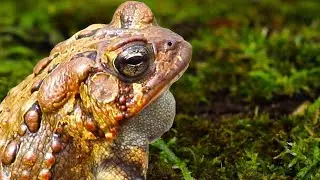 Get Ready For the Toads!