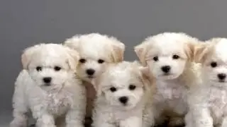 Bichon Frise Parasite Prevention