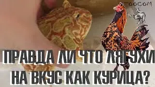 Еще о рогатках. И правда ли то, что лягушки на вкус как курица?