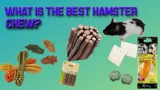 WHAT IS THE BEST HAMSTER CHEW (Which do hamsters chew the most)