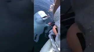 Beluga Whale Steals Girl's Phone (read description)