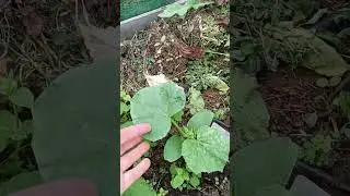 СКОЛЬКО ЛИТЬ НА ОГУРЦЫ 