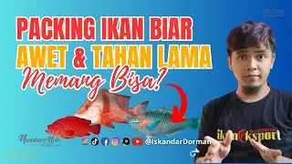 PACKING IKAN BIAR AWET ‼️APA BISA ⁉️ #IkanEksportBlog