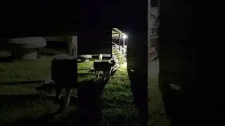 what happens at 4 AM in the Chicken Coop?