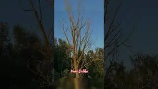 আমার মতো প্রকৃতি ভালোবাসেন কে কে? যারা প্রকৃতিকে ভালোবাসেন তাদের জন্য ভিডিওটি!#belgium #iranibalika
