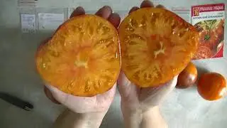 Дегустация 2024   № 12