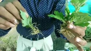 How to grow and make cuttings of Chrysanthemum/mum's/Guldaudi in the easiest way.