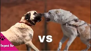 North Caucasian Volkodav vs Georgian Nagazi-Similarities and Differences