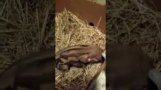 спасли , маленького парасёнка