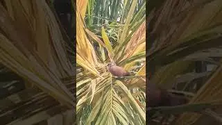 Bird #music #lyrics #song #cover #musica