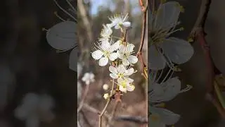 Do NOT mistake this flower!