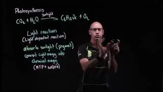 Photosynthesis light and dark reactions- summary