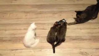 Котята и радиоуправляемые машинки