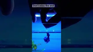 Betta fish jumping for food | betta fish training | betta fish tricks