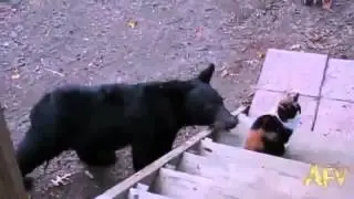 Приколы Кот защитил свой дом от медведицы!