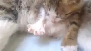 annesini emziren küçük kedicik
