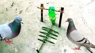 How I Trapped Thousands of Pigeons with a Pepsi Bottle
