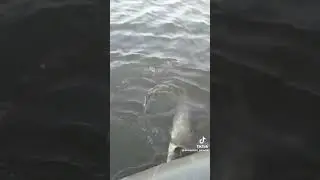 рыбалка на живца на бутылку