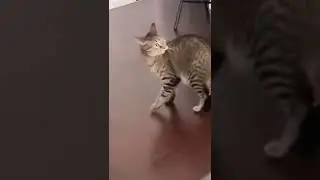 #котики
