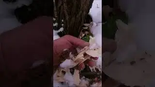 Зубы растут Надо грызть Зубы растут . 