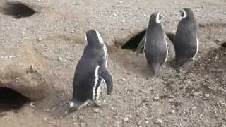 Magdalena Island final movie