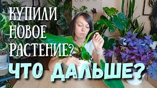 Что делать с новым растением после покупки? 