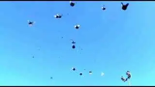 Николаевские Голуби расы Агурбаш часть 4