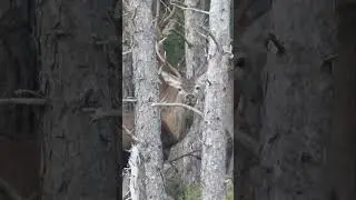 PAREJA DE CIERVOS 🦌🦌 #soria  #ciervos  #monte #nature