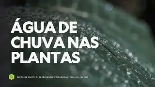 ÁGUA DE CHUVA: BENEFÍCIOS para PLANTAS e o MELHOR MOMENTO para PLANTAR