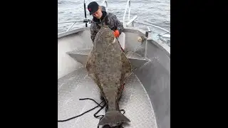 162cm halibut for our guide Daniel Eriksson during a very nice night a few weeks back! | ENG SUBS