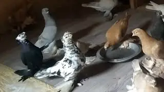 С ног на голову перевернули голубеводство!