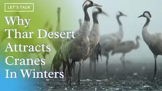 WHY THAR DESERT ATTRACTS CRANES IN WINTERS...!!!