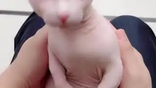 Bingus HD